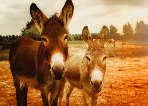 两只棕色的驴 · 免费素材图片