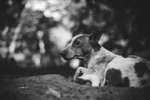 成人短毛狗的灰度摄影 · 免费素材图片
