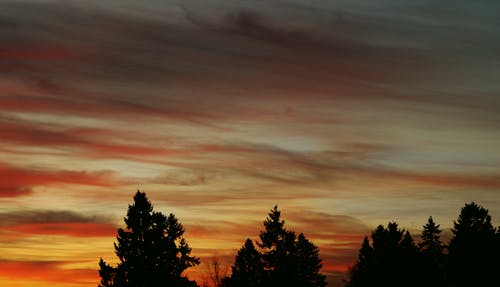 树木在橙云下的剪影形象 · 免费素材图片