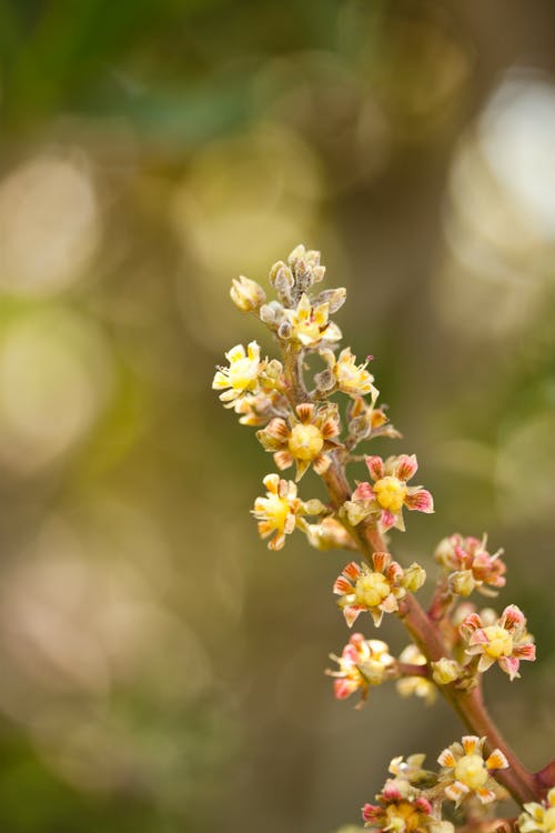 黄色和粉红色的花朵浅焦点摄影 · 免费素材图片