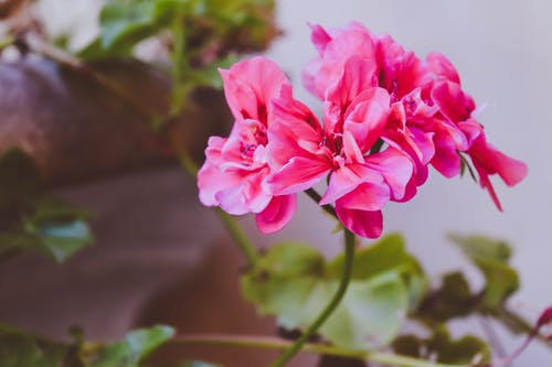 粉红色簇花 · 免费素材图片