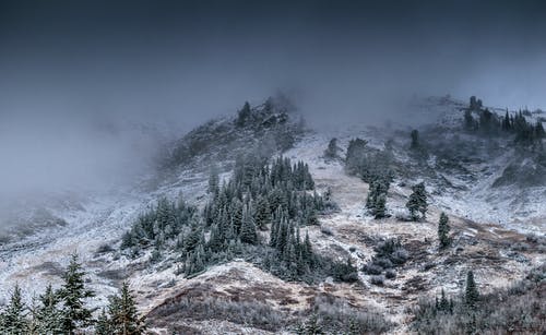 雾山与松树 · 免费素材图片