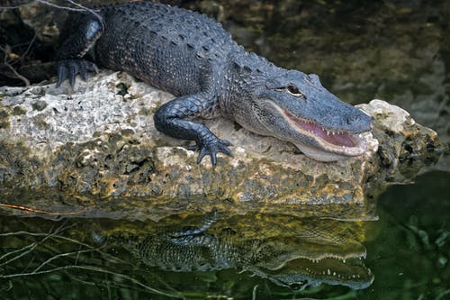 鳄鱼的选择性聚焦摄影 · 免费素材图片