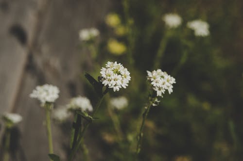白天白色花瓣的特写照片 · 免费素材图片