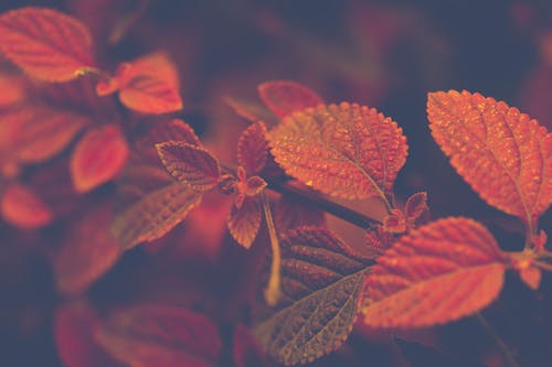 浅焦点照片的红色和棕色的叶子 · 免费素材图片