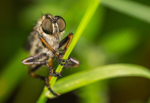 强盗苍蝇的宏观摄影栖息在绿叶上 · 免费素材图片