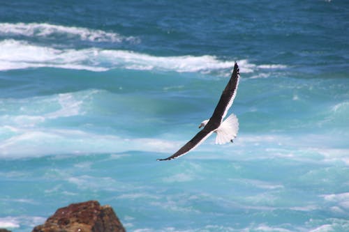 海上飞翔的小鸟的定时照片 · 免费素材图片