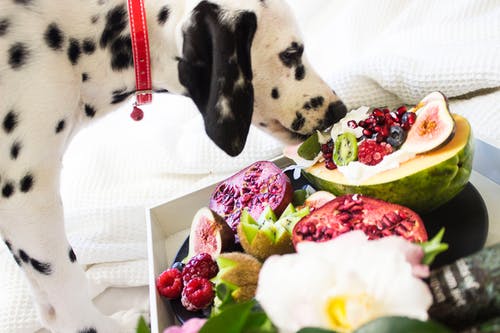 黑色和白色斑点狗吃水果 · 免费素材图片