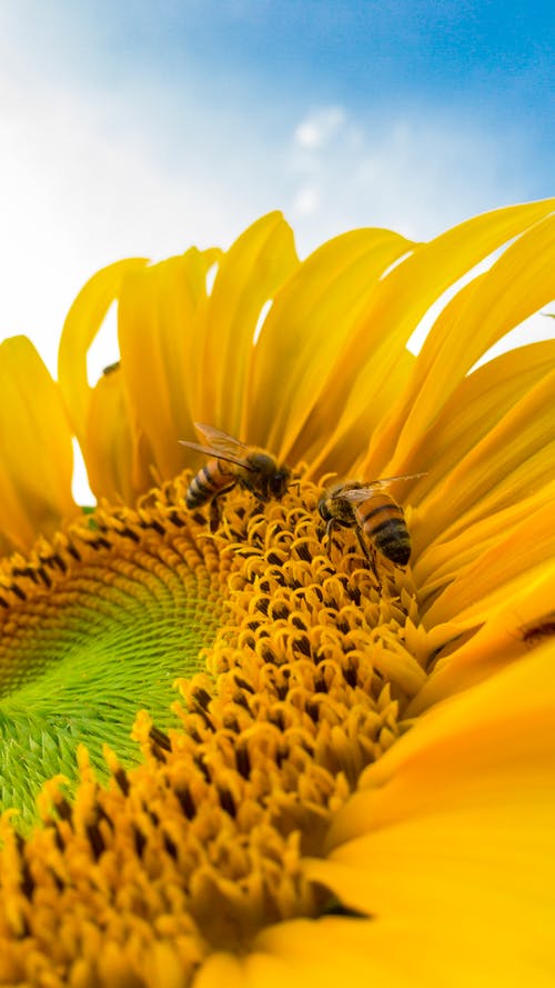 大黄蜂在黄色向日葵上的宏观照片 · 免费素材图片