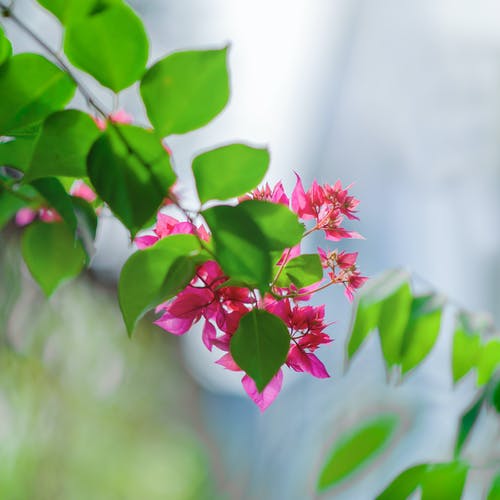叶子附近的粉红色花朵的特写摄影 · 免费素材图片