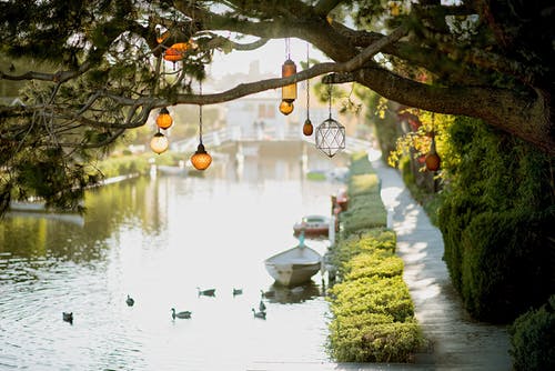 挂在河边的树上的棕色吊灯 · 免费素材图片