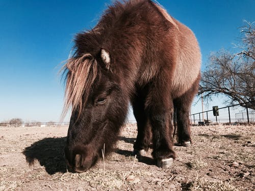 棕色和黑色小马吃草 · 免费素材图片