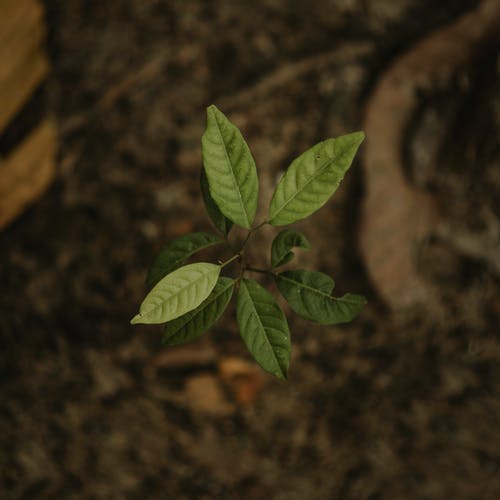 特写绿色幼苗的照片 · 免费素材图片