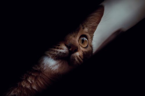 棕色虎斑猫 · 免费素材图片
