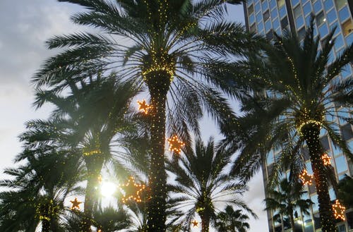 棕榈树照片 · 免费素材图片