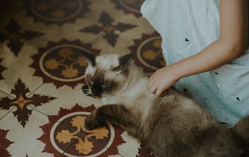 暹罗猫 · 免费素材图片