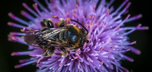 黑色和黄色蜜蜂在紫色簇花 · 免费素材图片
