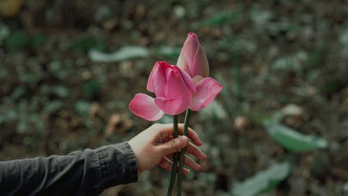 粉红色的花朵浅摄影 · 免费素材图片