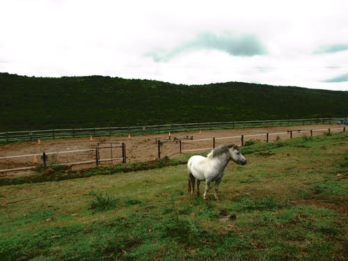 绿草与栅栏上的白马 · 免费素材图片