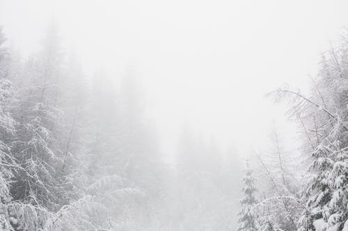 白雪皑皑的环境，与松树 · 免费素材图片