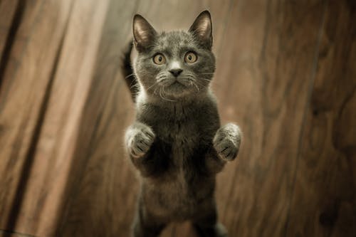 灰色小猫在地板上 · 免费素材图片