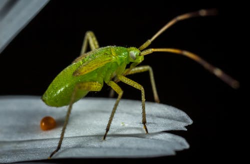 叶上的绿色昆虫 · 免费素材图片