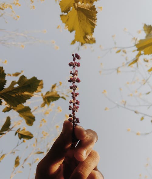 紫色的花 · 免费素材图片