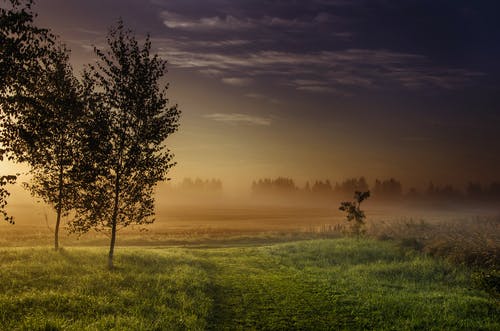 黄金时段在黑暗的迷雾森林旁边的风景摄影绿草田 · 免费素材图片