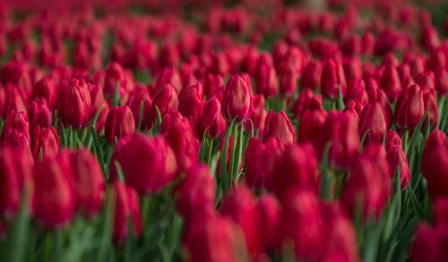 红色郁金香花场特写照片 · 免费素材图片