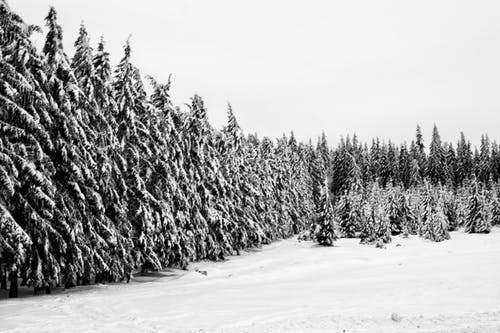 雪原和树木 · 免费素材图片