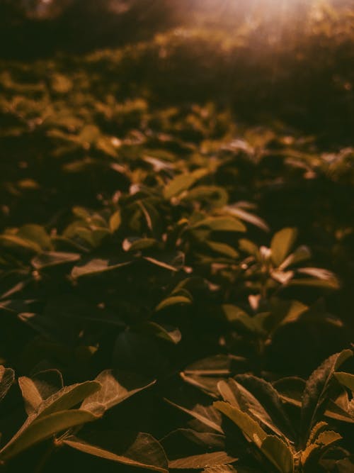 植物的选择性聚焦摄影 · 免费素材图片