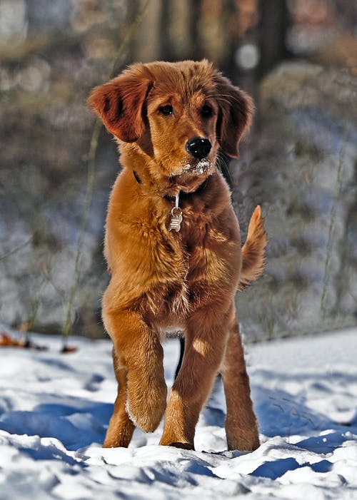 暗金毛幼犬站在雪地上的选择性照片 · 免费素材图片