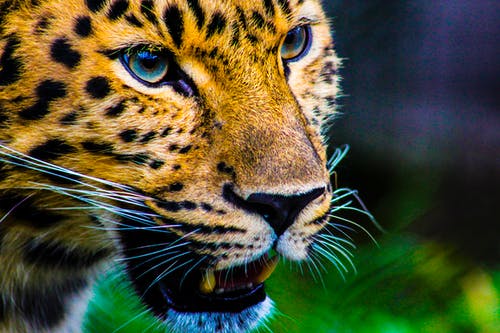 猎豹摄影 · 免费素材图片