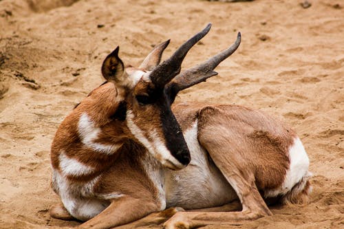 棕色和白色巴克动物 · 免费素材图片
