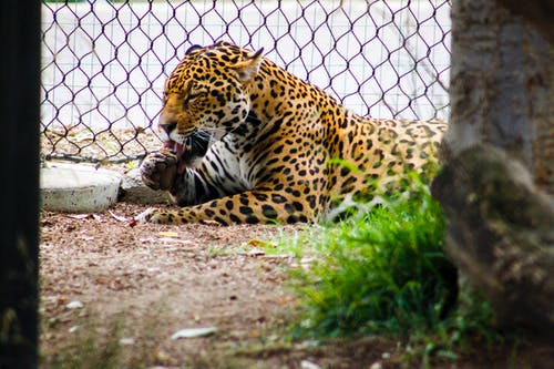 豹躺在灰色金属链栅栏旁边 · 免费素材图片