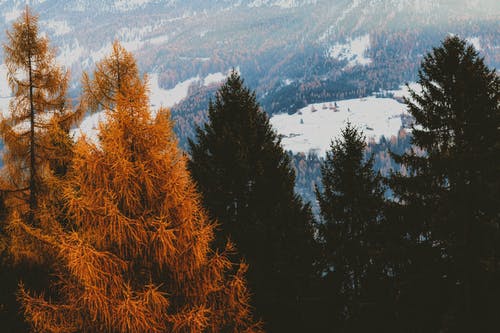 棕色和绿色的树叶树与雪域背景 · 免费素材图片