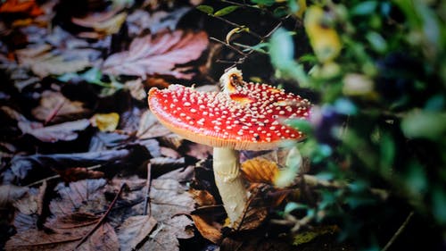 在特写摄影红蘑菇 · 免费素材图片