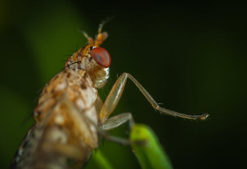 棕色昆虫的宏观摄影 · 免费素材图片