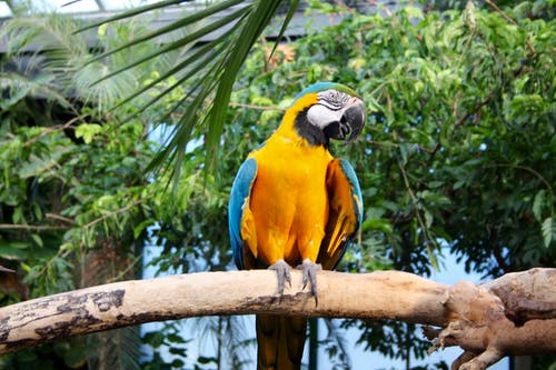 黄色和蓝色的鹦鹉栖息在树上 · 免费素材图片