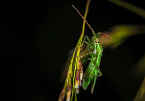 绿翅昆虫栖息在特写摄影中的绿叶上 · 免费素材图片