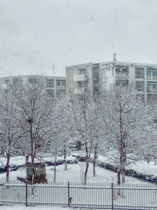 建筑物附近的雪覆盖的裸树 · 免费素材图片