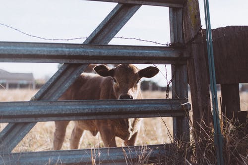 棕色母牛在灰色钢栅栏附近 · 免费素材图片