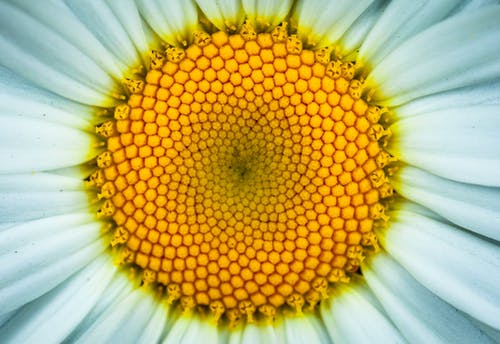 白色雏菊花在特写摄影 · 免费素材图片