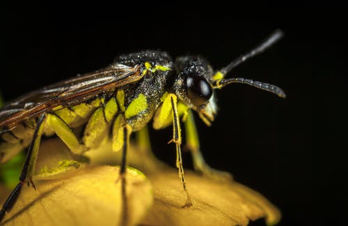 微型摄影中的绿色和黑色翅昆虫 · 免费素材图片