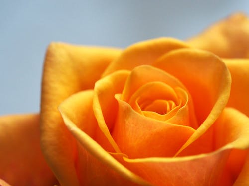 橘黄色玫瑰的特写照片 · 免费素材图片