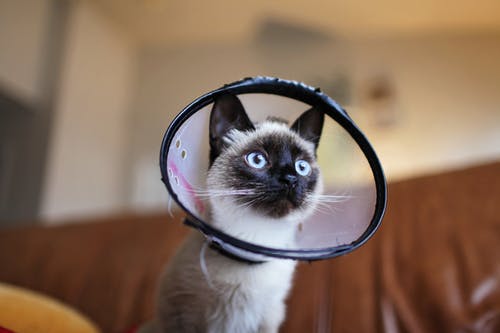 暹罗猫穿可乐锥 · 免费素材图片