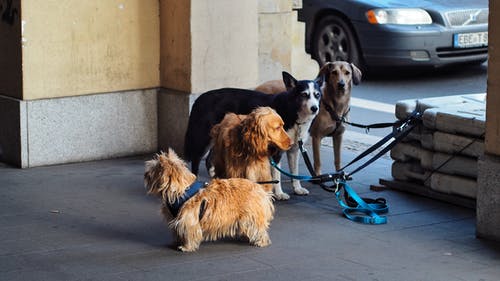 诺里奇梗，爱尔兰塞特犬，西伯利亚雪橇犬和拉布拉多犬 · 免费素材图片