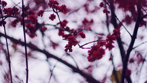 樱花的选择性聚焦摄影 · 免费素材图片