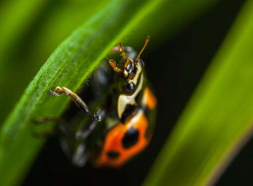 栖息在叶子上的橙色瓢虫的显微摄影 · 免费素材图片