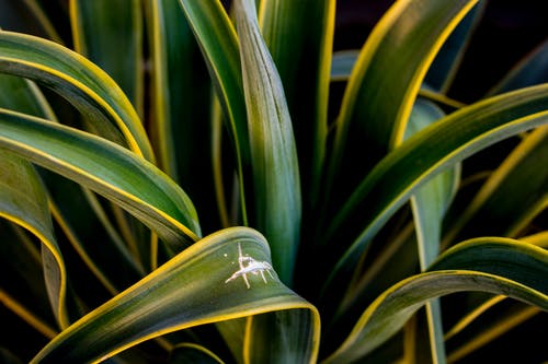 龙舌兰植物的特写摄影 · 免费素材图片